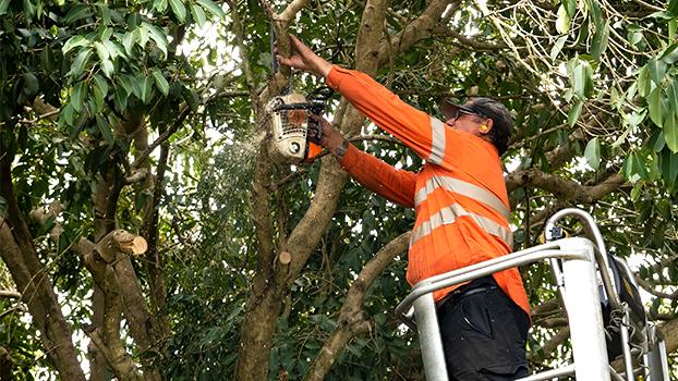 Arborist